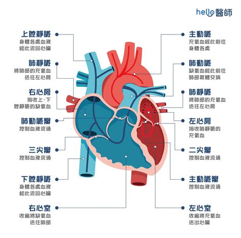 心臟旁邊是什麼|心臟上有一座橋 什麼是「心肌橋」？胸口悶、心絞痛。